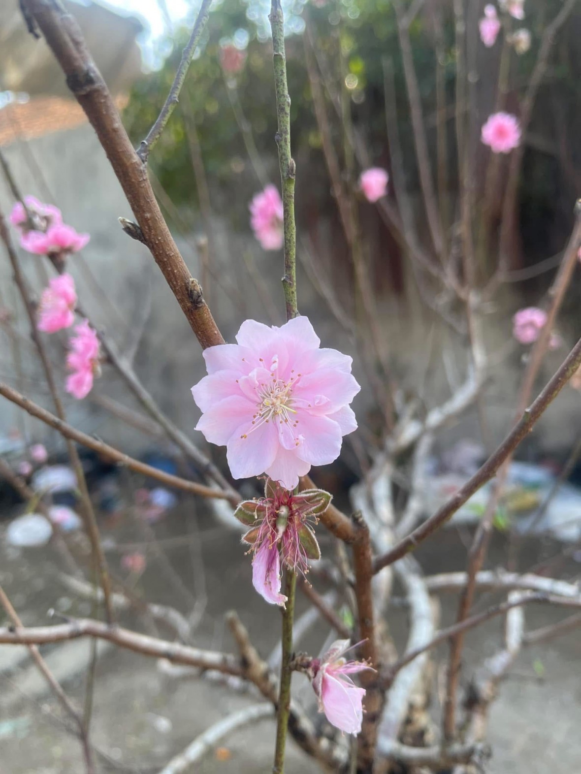 Tết về trong tiếng sóng