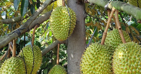 Không mở rộng diện tích sầu riêng, tập trung nâng cao chất lượng