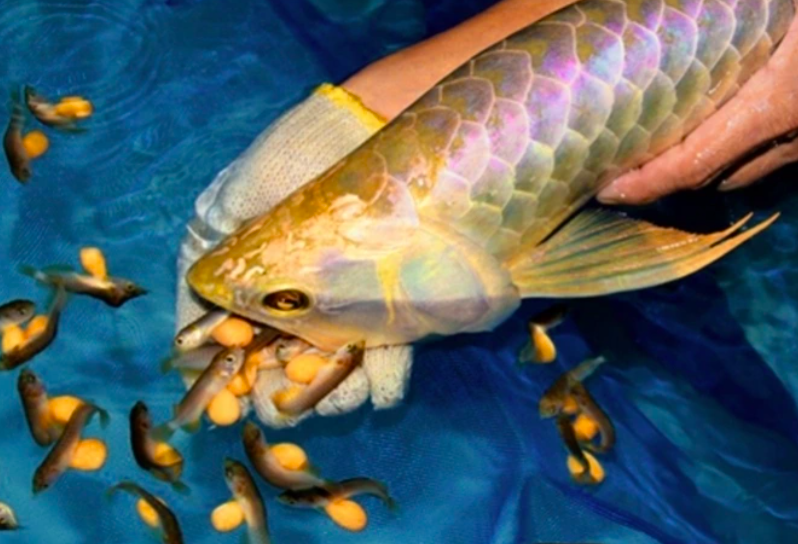 Bộ Y tế chỉ đạo khẩn vụ 13 người nghi bị ngộ độc sau khi ăn trứng cá Rồng ngày mùng 3 Tết Bộ Y tế chỉ đạo khẩn vụ 13 người nghi bị ngộ độc sau khi ăn trứng cá Rồng ngày mùng 3 Tết