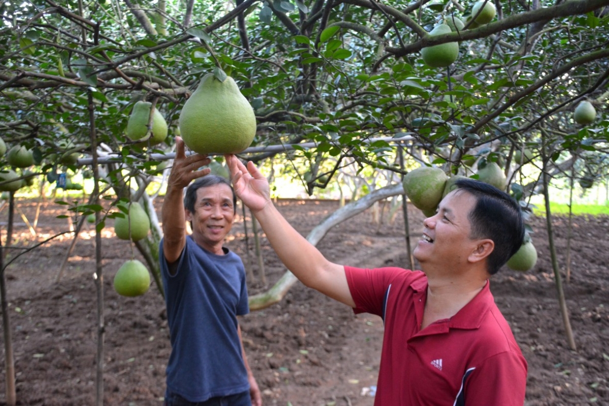 Bưởi Tân Triều tất bật vụ Tết