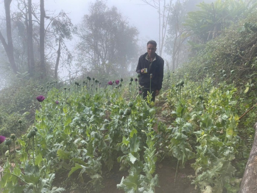 Triệt phá vườn thuốc phiện “núp bóng” nương ngô giữa rừng sâu Triệt phá vườn thuốc phiện “núp bóng” nương ngô giữa rừng sâu