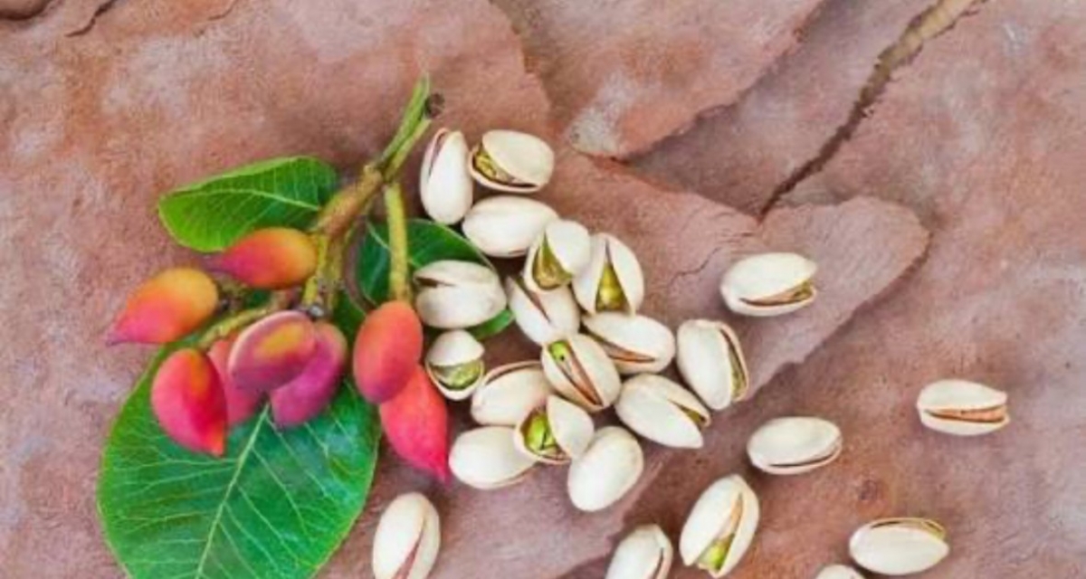 Xuất khẩu hạt dẻ cười tăng đột biến nhờ chính sách thuế ưu đãi