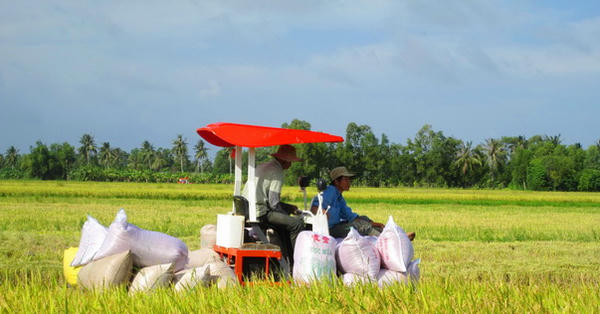 Cà Mau: Tăng tốc thực hiện Đề án 1 triệu héc-ta lúa chất lượng cao, phát thải thấp