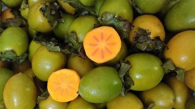 Khám phá sản vật miền Bắc Việt Nam (Kỳ 6): hồng không hạt Xuân Vân, chè Shan Khau Mút, cam sành Hàm Yên - Ảnh 1 Khám phá sản vật miền Bắc Việt Nam (Kỳ 6): hồng không hạt Xuân Vân, chè Shan Khau Mút, cam sành Hàm Yên - Ảnh 1