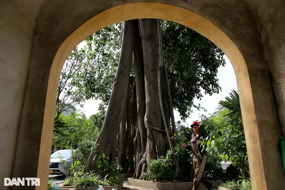 Những cây đại thụ án ngữ giữa đường lớn ở Hà Nội vẫn sống khỏe - 18 Những cây đại thụ án ngữ giữa đường lớn ở Hà Nội vẫn sống khỏe - 18