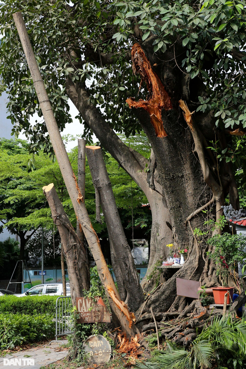 Những cây đại thụ án ngữ giữa đường lớn ở Hà Nội vẫn sống khỏe - 17 Những cây đại thụ án ngữ giữa đường lớn ở Hà Nội vẫn sống khỏe - 17