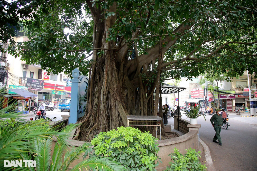 Những cây đại thụ án ngữ giữa đường lớn ở Hà Nội vẫn sống khỏe - 10 Những cây đại thụ án ngữ giữa đường lớn ở Hà Nội vẫn sống khỏe - 10