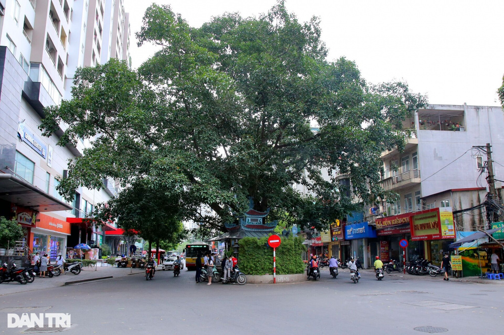 Những cây đại thụ án ngữ giữa đường lớn ở Hà Nội vẫn sống khỏe - 8 Những cây đại thụ án ngữ giữa đường lớn ở Hà Nội vẫn sống khỏe - 8