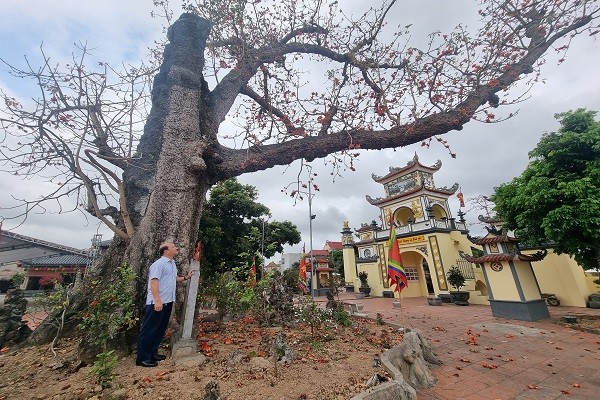 Về đền Mõ (Hải Phòng) ngắm sắc hoa trên cây gạo nhiều năm tuổi nhất Việt Nam