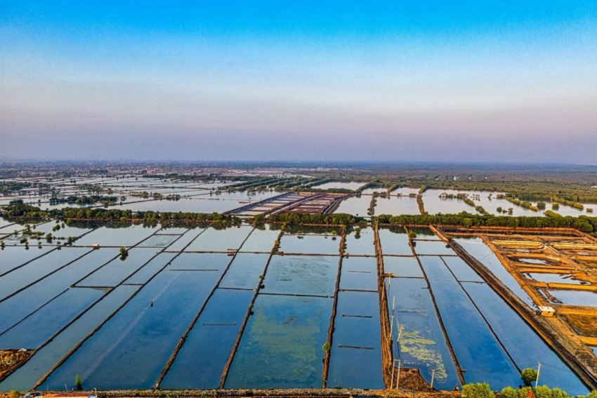 Trước thềm năm mới - nghĩ cùng ngành thủy sản