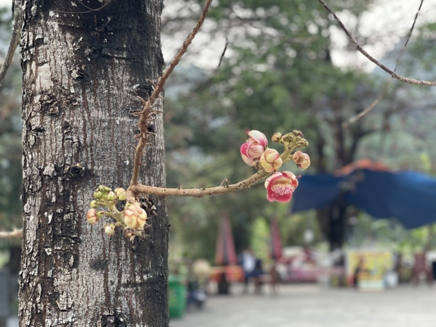 Hoa Sa La (Ngọc Kỳ Lân) trồng trước cửa Đền Thái Vi.