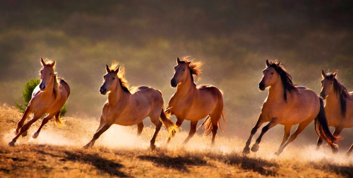 Truyền thuyết, vị trí và ý nghĩa của con Ngựa trong 12 con giáp