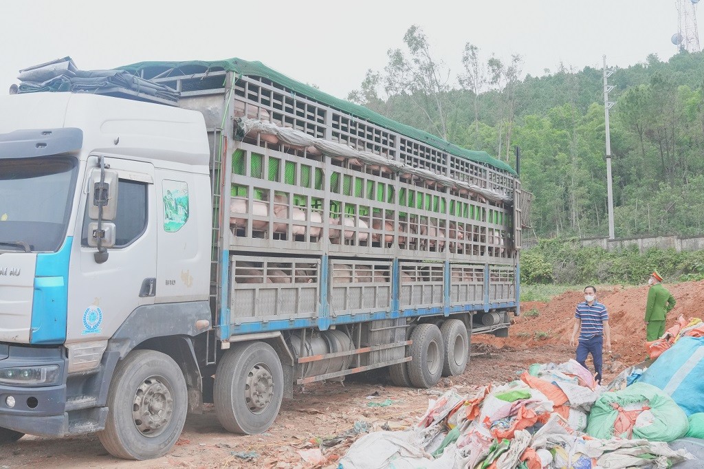 Xe ô tô chở hơn 15 tấn lợn nhiễm dịch tả lợn Châu Phi - Ảnh Công an Nghệ An.