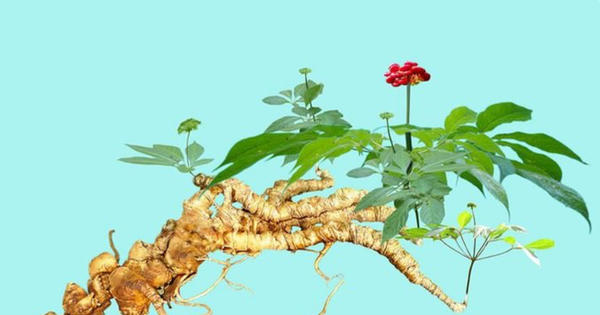 Ứng dụng công nghệ kiểm tra ADN để ngăn chặn sâm Ngọc Linh giả