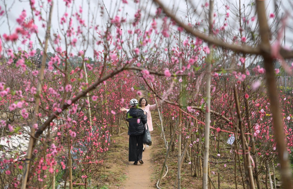 Hà Nội khúc giao mùa đón Xuân: Khi màu hoa hoà cùng sắc Tết