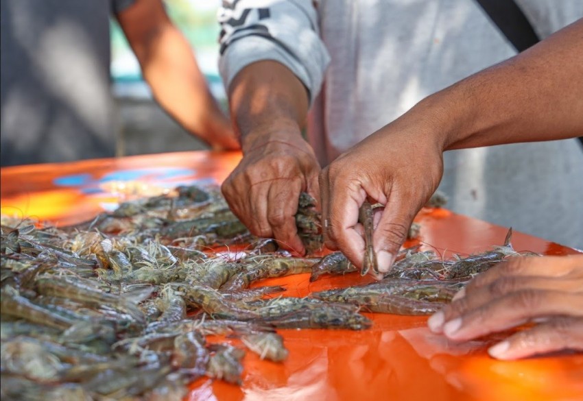 Tây Ninh chủ động phòng, chống dịch bệnh thủy sản năm 2026