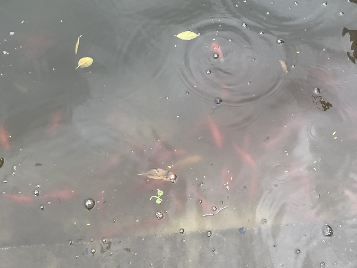 Người Hà Nội mặc áo mưa thả cá chép sớm trong ngày mưa lạnh