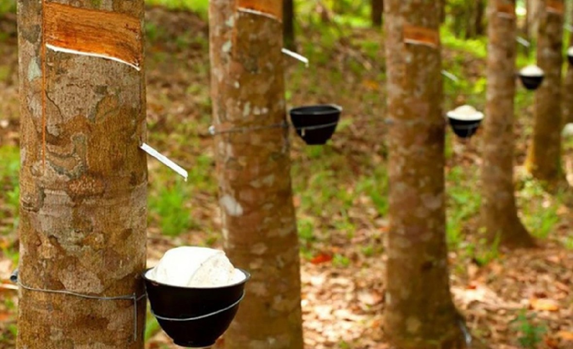 Hướng đi mới cho ngành Cao su Việt Nam