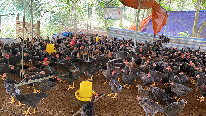 cận cảnh biển quảng cáo chi chít trên rào chắn ở