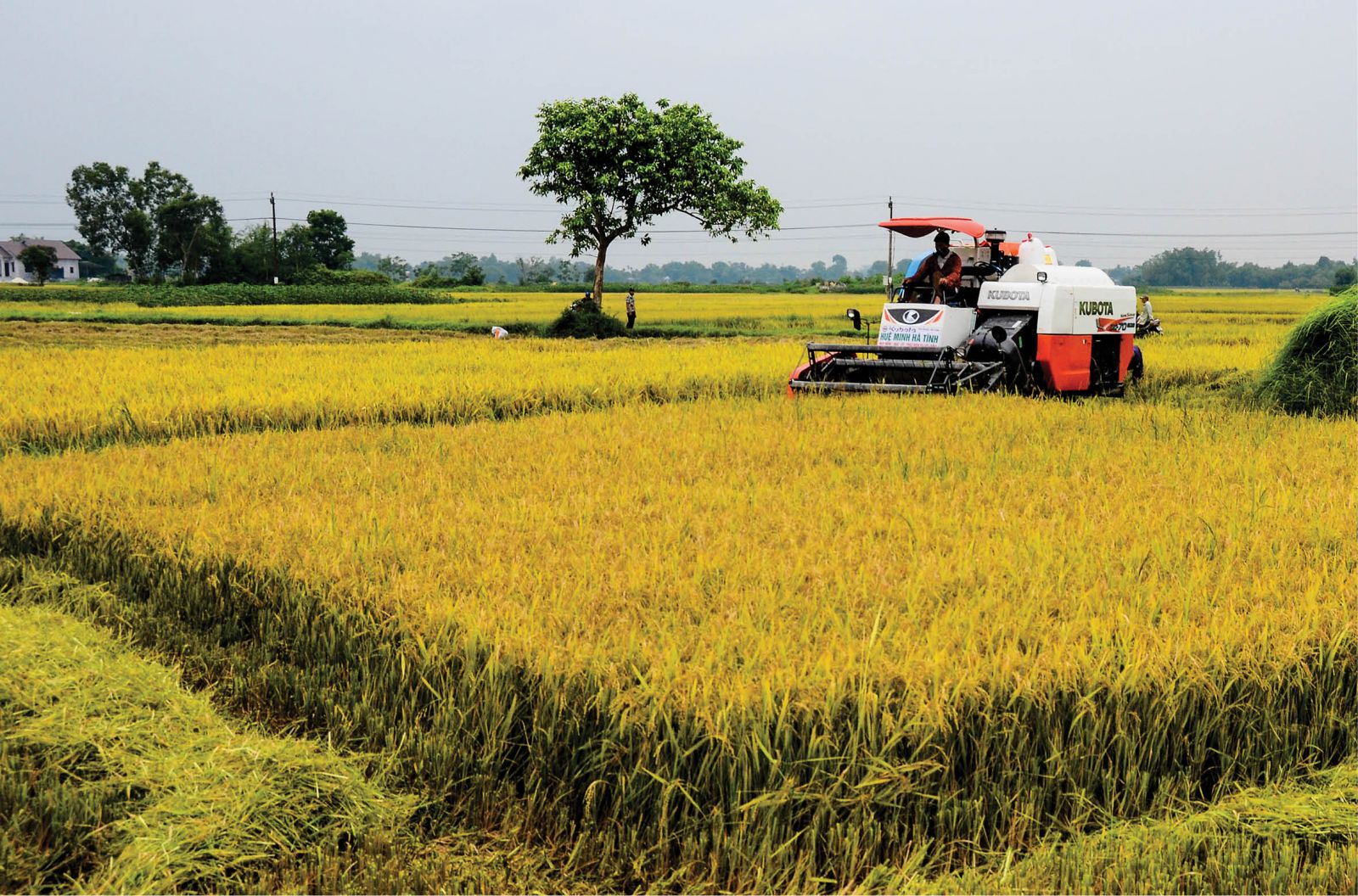 Ngày 30/7 giá lúa chững lại dao động 5.400- 5.900 đồng/kg