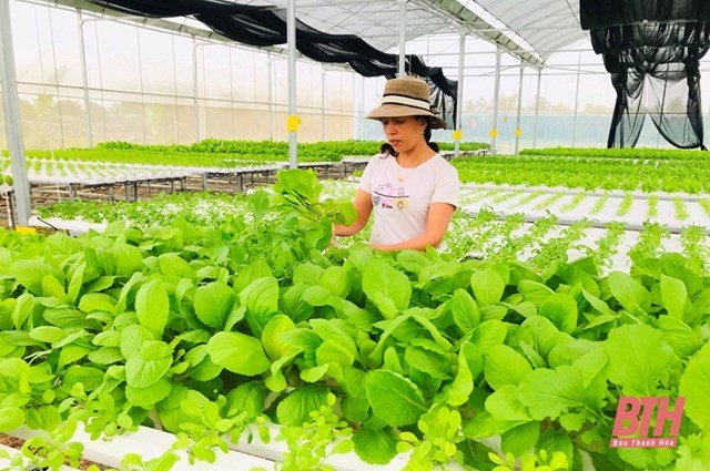 Sản xuất n&ocirc;ng nghiệp c&ocirc;ng nghệ cao tr&ecirc;n địa b&agrave;n huyện N&ocirc;ng Cống đang được nh&acirc;n rộng, mang lại hiệu quả kinh tế cao.