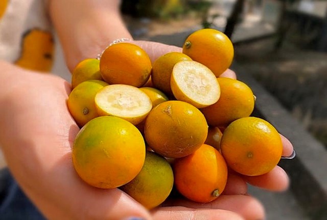 Quất Đ&agrave;i Loan gi&ograve;n, ngọt, ăn cả vỏ m&agrave; kh&ocirc;ng đắng, c&oacute; gi&aacute; 80.000-150.000 đồng/kg. Ảnh:&nbsp;Hằng Trần.