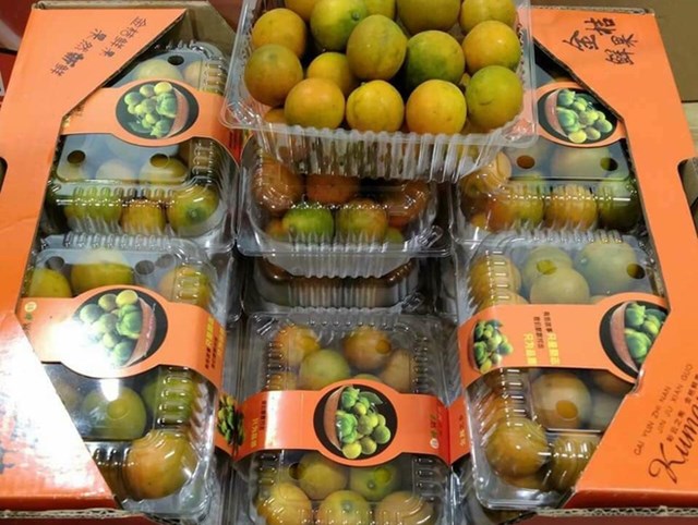 Loại quất n&agrave;y mới xuất hiện tr&ecirc;n thị trường. Ảnh:&nbsp;B.N