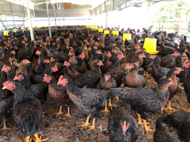 Năm 2020 gi&aacute; thịt g&agrave; v&agrave; một số thịt gia cầm kh&aacute;c xuống mức rất thấp.&nbsp;Ảnh: T.T.