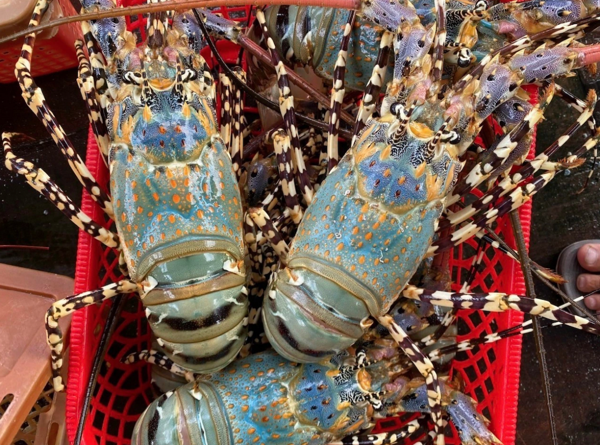 Xuất khẩu tôm sang Trung Quốc đạt 1,3 tỷ USD, tôm hùm xanh là “đầu kéo” vượt trội