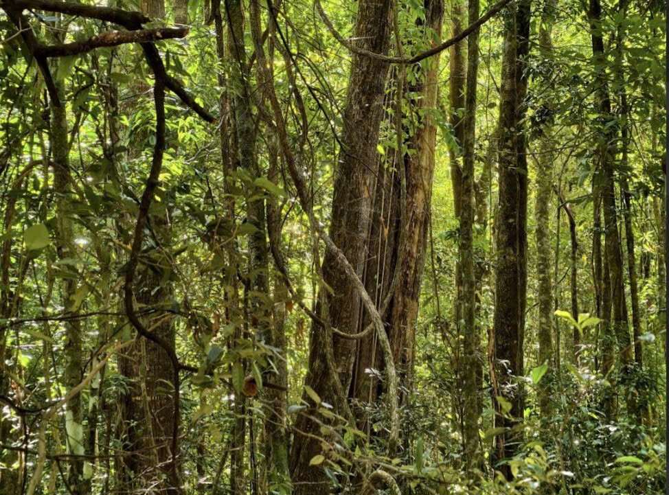 Đầu xuân khám phá “Thần mộc” 2.500 năm tuổi giữa đại ngàn núi Voi, Lâm Đồng