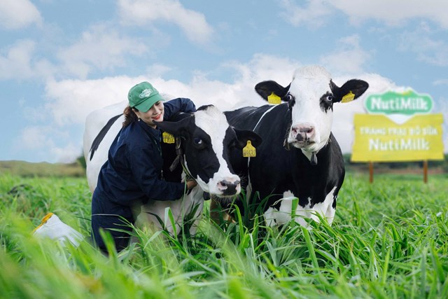 B&ograve; được chăm s&oacute;c cẩn thận, theo d&otilde;i sức khỏe tại trang trại b&ograve; sữa NutiMilk Gia Lai.
