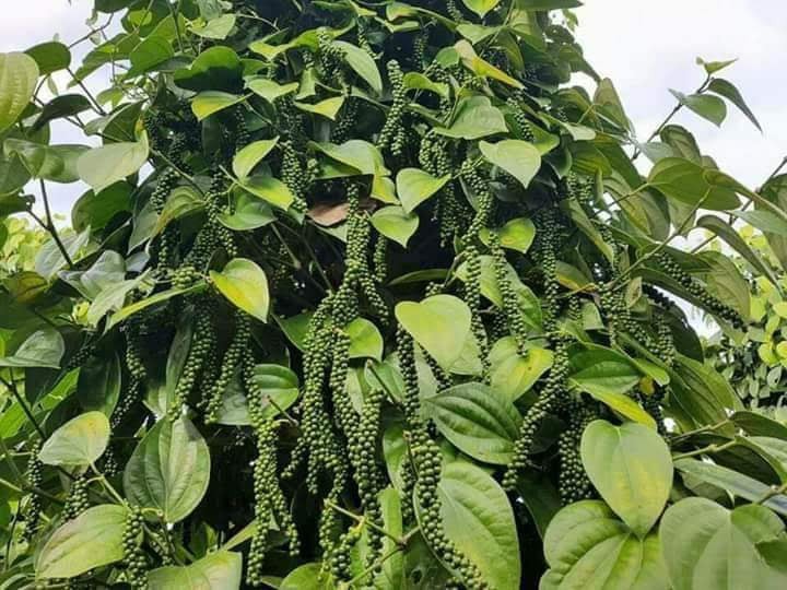 Giá tiêu hôm nay cao nhất đạt ngưỡng 74.000 đồng/kg