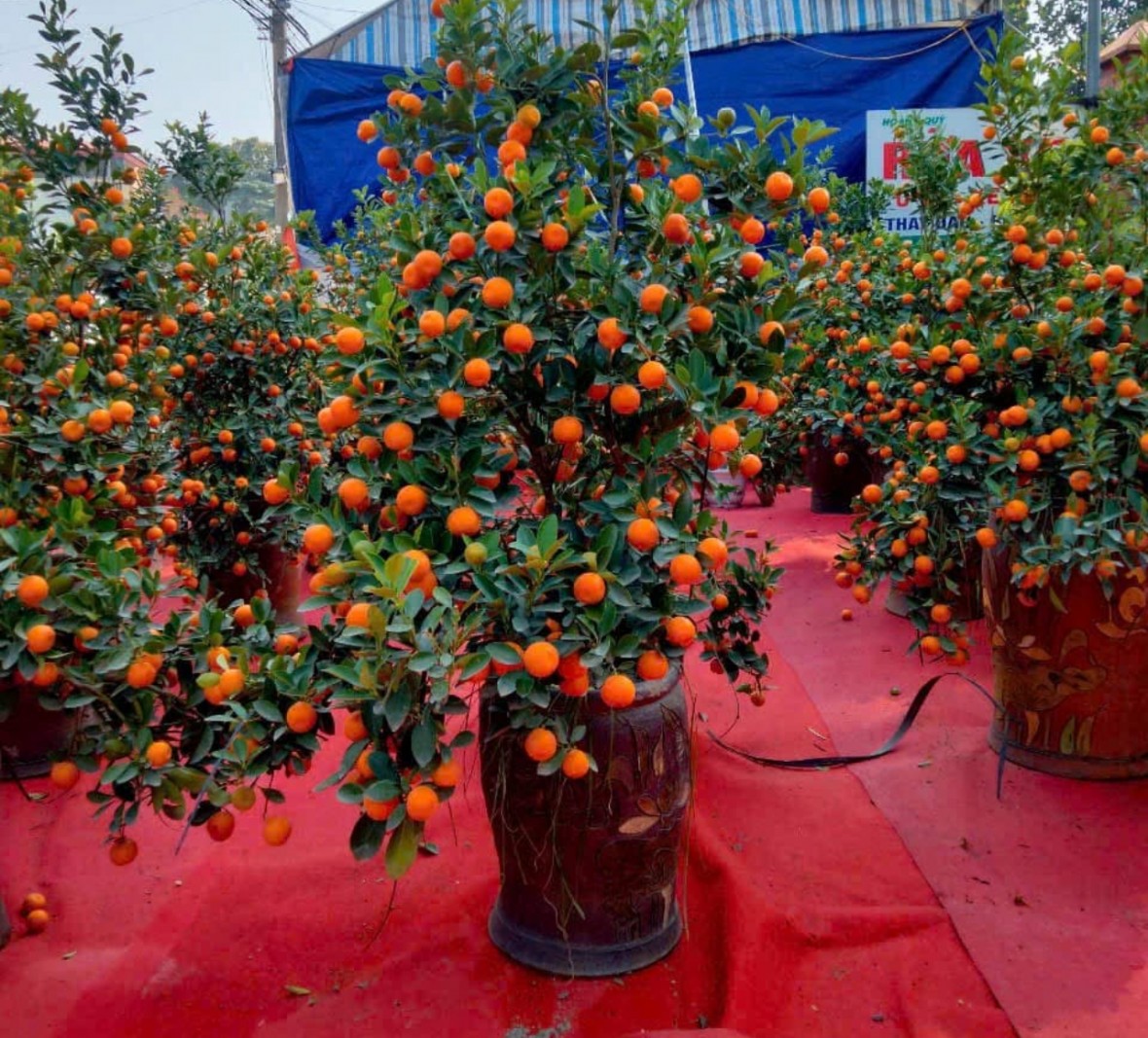 Tết về trong tiếng sóng Tết về trong tiếng sóng