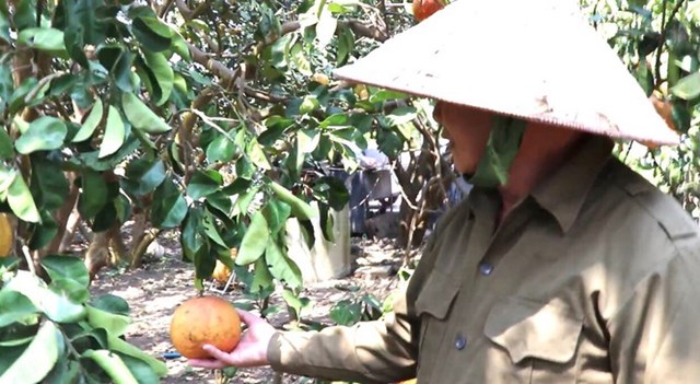 Từ Tết Nguy&ecirc;n đ&aacute;n 2021 đến nay, n&ocirc;ng d&acirc;n trồng bưởi ở x&atilde; Xu&acirc;n Đ&ocirc;ng v&agrave; Xu&acirc;n T&acirc;y, huyện Cẩm Mỹ kh&ocirc;ng ti&ecirc;u thụ được bưởi. Bưởi ch&iacute;n v&agrave;ng c&acirc;y nhưng kh&ocirc;ng c&oacute; người mua.