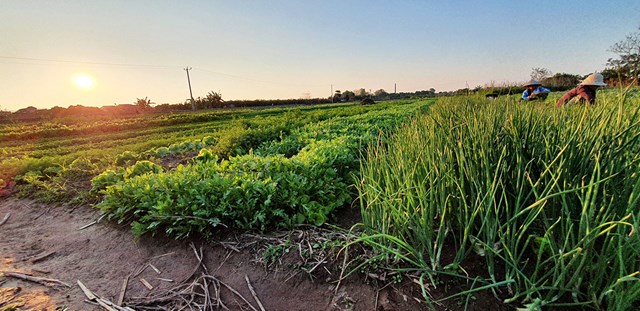 Một lượng lớn n&ocirc;ng sản đến kỳ thu hoạch của người d&acirc;n Hải Dương đang gặp kh&oacute; khăn trong kh&acirc;u vận chuyển đi ti&ecirc;u thụ, cung ứng cho đối t&aacute;c - Ảnh: T.Thắng