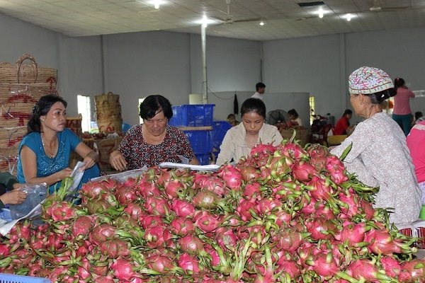Để giảm lệ thuộc v&agrave;o thị trường Trung Quốc, tr&aacute;i c&acirc;y Việt cần được đầu tư nhiều hơn nữa về c&ocirc;ng nghệ bảo quản sau thu hoạch, kho lạnh...&nbsp; Ảnh: Nam B&igrave;nh.