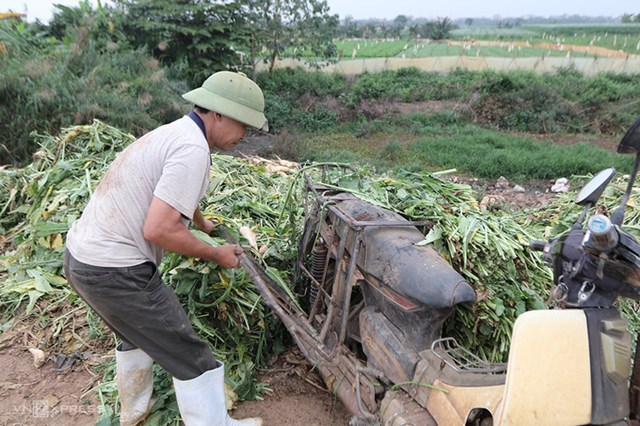 Anh Nguyễn Văn Thực, 47 tuổi, th&ocirc;n Đ&ocirc;ng Cao đổ bỏ củ cải qu&aacute; lứa. Ảnh: Tất Định.