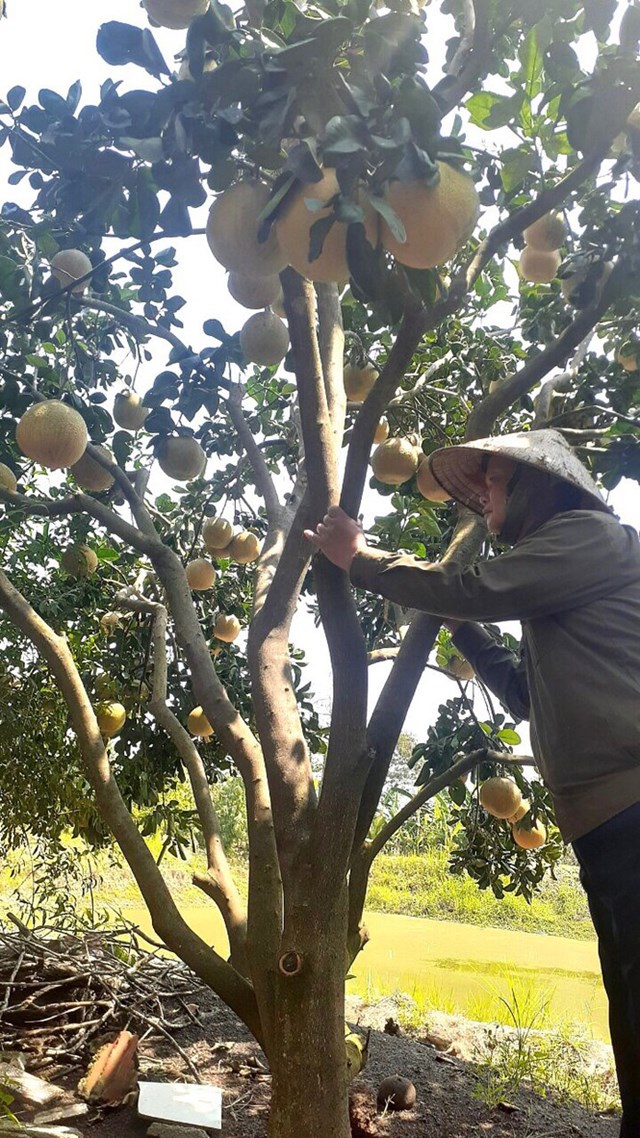 Theo n&ocirc;ng d&acirc;n c&aacute;c x&atilde; n&agrave;y, hiện c&oacute; khoảng 500 tấn bưởi đ&atilde; đến kỳ thu hoạch nhưng thương l&aacute;i kh&ocirc;ng mua do thị trường ti&ecirc;u thụ kh&ocirc;ng c&oacute;. &ldquo;Nhiều thương l&aacute;i đ&atilde; đặt cọc với gi&aacute; 7.000-8.000 đồng/kg nhưng nay b&aacute;n ra chưa tới 1.000 đồng n&ecirc;n họ đ&agrave;nh bỏ kh&ocirc;ng mua nữa&rdquo;- một n&ocirc;ng d&acirc;n buồn b&atilde; n&oacute;i. Để dưỡng c&acirc;y, nhiều người phải h&aacute;i bưởi để c&acirc;y ph&aacute;t triển.