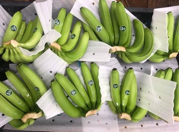 Chuối Việt Nam đang được đ&aacute;nh gi&aacute; l&agrave; c&oacute; nhiều tiềm năng đẩy mạnh xuất khẩu v&agrave;o thị trường EU, giảm tỷ trọng xuất khẩu v&agrave;o Trung Quốc. Ảnh: Nam B&igrave;nh.