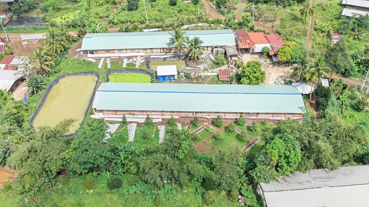 Trại heo bốc mùi phân thối nồng nặc ở Đồng Nai: Người dân mong chính quyền xử lý dứt điểm Trại heo bốc mùi phân thối nồng nặc ở Đồng Nai: Người dân mong chính quyền xử lý dứt điểm