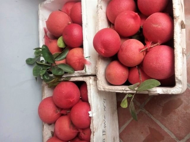 Bưởi vỏ đỏ như son, hàng cực "độc" chơi Tết giá 500.000 đồng/quả vẫn "cháy hàng" - Ảnh 1