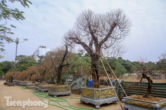 C&acirc;y đ&agrave;o cổ thụ cao hơn 2,5m.