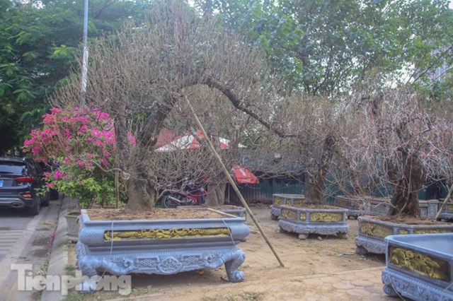 Nhiều c&acirc;y với d&aacute;ng đẹp được l&ecirc;n chậu 