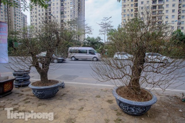 Loại đ&agrave;o n&agrave;y được cho thu&ecirc; nhiều hơn l&agrave; b&aacute;n, gi&aacute; thu&ecirc; cũng cao t&ugrave;y v&agrave;o độ tuổi, d&aacute;ng, thế v&agrave; nụ hoa, dao động từ&nbsp;20-50 triệu/c&acirc;y, thậm ch&iacute; c&oacute; c&acirc;y gi&aacute; thu&ecirc; l&ecirc;n đến 70 triệu đồng.