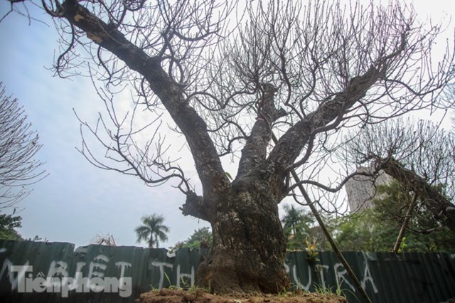 Gốc th&acirc;n c&acirc;y to khỏe, vững v&agrave;ng.