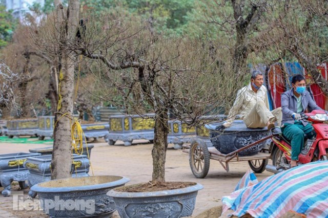 Nhiều c&acirc;y với nhiều thế độc, lạ mắt, hấp dẫn.