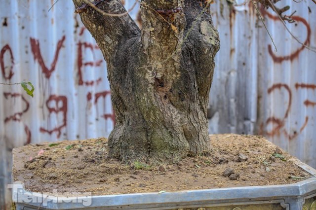 Đào cổ thụ có giá thuê hàng chục triệu xuống phố sớm - Ảnh 1