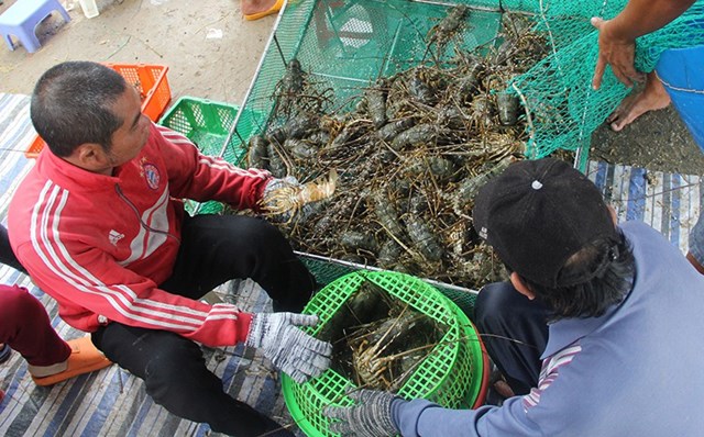 Hiện gi&aacute; t&ocirc;m h&ugrave;m cao nhất từ trước đến nay. Ảnh: Trọng Kh&ocirc;i