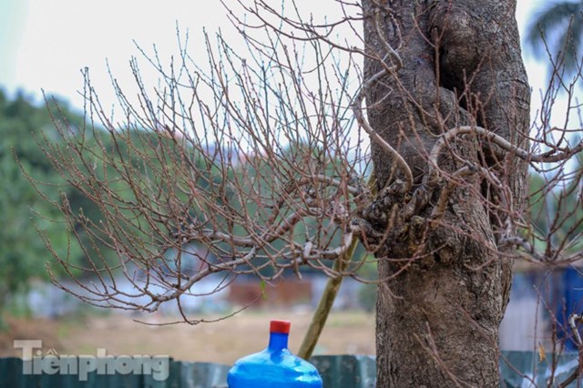 Đ&agrave;o vẫn trong giai đoạn ra nụ, ra hoa, theo t&iacute;nh to&aacute;n của người l&agrave;m vườn ở đ&acirc;y th&igrave; khoảng độ hơn 1 th&aacute;ng nữa hoa sẽ đẹp.