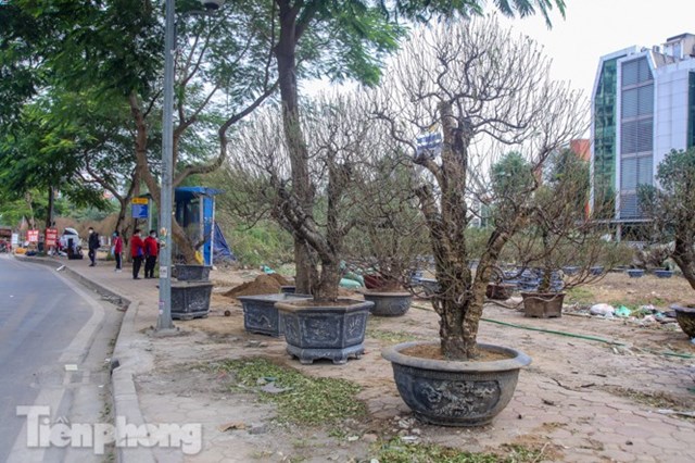 Loại đ&agrave;o n&agrave;y c&oacute; gốc v&agrave; th&acirc;n to, sần s&ugrave;i, được nhiều người Thủ đ&ocirc; ưa chuộng, trưng b&agrave;y trong dịp Tết đến xu&acirc;n về.